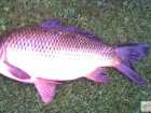 foto/diskuze/z_lovu/2008/th-img18558.jpg