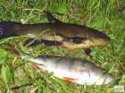 foto/diskuze/z_lovu/2008/th-img18559.jpg