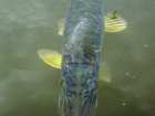 foto/diskuze/z_lovu/2008/th-img18780.jpg