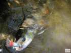 foto/diskuze/z_lovu/2008/th-img18794.jpg