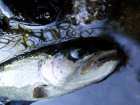 foto/diskuze/z_lovu/2008/th-img18800.jpg