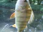 foto/diskuze/z_lovu/2008/th-img18884.jpg