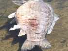 foto/diskuze/z_lovu/2008/th-img18903.jpg