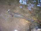 foto/diskuze/z_lovu/2008/th-img18937.jpg