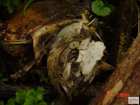 foto/diskuze/z_lovu/2008/th-img19027.jpg
