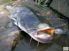 foto/diskuze/z_lovu/2008/th-img19045.jpg