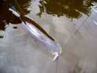 foto/diskuze/z_lovu/2008/th-img19174.jpg