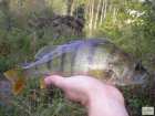 foto/diskuze/z_lovu/2008/th-img19197.jpg