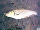 foto/diskuze/z_lovu/2008/th-img19255.jpg