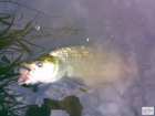 foto/diskuze/z_lovu/2008/th-img19256.jpg
