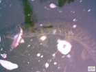 foto/diskuze/z_lovu/2008/th-img19281.jpg