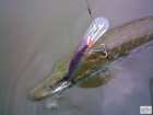 foto/diskuze/z_lovu/2008/th-img19336.jpg