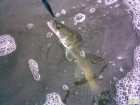 foto/diskuze/z_lovu/2008/th-img19373.jpg