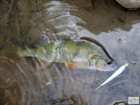 foto/diskuze/z_lovu/2008/th-img19439.jpg