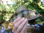 foto/diskuze/z_lovu/2008/th-img19544.jpg