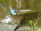 foto/diskuze/z_lovu/2008/th-img19746.jpg