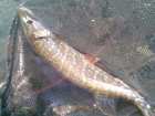 foto/diskuze/z_lovu/2008/th-img19926.jpg