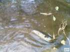 foto/diskuze/z_lovu/2008/th-img20000.jpg