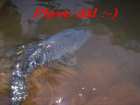 foto/diskuze/z_lovu/2008/th-img20146.jpg