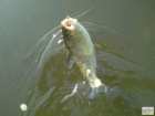foto/diskuze/z_lovu/2008/th-img20274.jpg