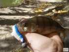 foto/diskuze/z_lovu/2008/th-img20372.jpg
