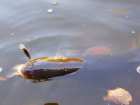 foto/diskuze/z_lovu/2008/th-img20383.jpg