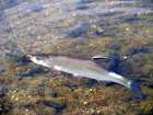 foto/diskuze/z_lovu/2008/th-img20409.jpg