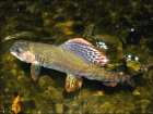 foto/diskuze/z_lovu/2008/th-img20483.jpg