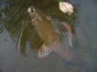 foto/diskuze/z_lovu/2008/th-img20537.jpg