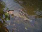 foto/diskuze/z_lovu/2008/th-img20538.jpg