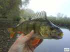 foto/diskuze/z_lovu/2008/th-img20612.jpg