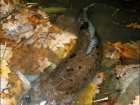 foto/diskuze/z_lovu/2008/th-img20647.jpg
