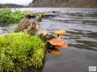 foto/diskuze/z_lovu/2008/th-img20897.jpg