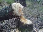 foto/diskuze/z_lovu/2008/th-img20913.jpg