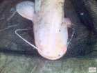 foto/diskuze/z_lovu/2008/th-img21210.jpg