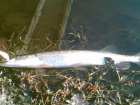 foto/diskuze/z_lovu/2008/th-img21220.jpg