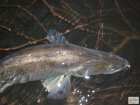 foto/diskuze/z_lovu/2008/th-img21289.jpg