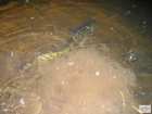 foto/diskuze/z_lovu/2008/th-img21298.jpg
