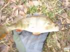 foto/diskuze/z_lovu/2008/th-img21416.jpg