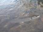 foto/diskuze/z_lovu/2009/th-img22277.jpg