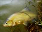 foto/diskuze/z_lovu/2009/th-img22926.jpg
