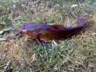 foto/diskuze/z_lovu/2009/th-img23006.jpg