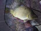 foto/diskuze/z_lovu/2009/th-img23057.jpg