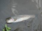 foto/diskuze/z_lovu/2009/th-img23398.jpg