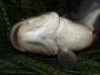 foto/diskuze/z_lovu/2009/th-img23905.jpg