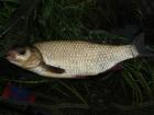 foto/diskuze/z_lovu/2009/th-img23906.jpg