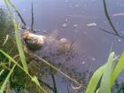 foto/diskuze/z_lovu/2009/th-img23913.jpg