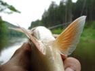 foto/diskuze/z_lovu/2009/th-img23924.jpg