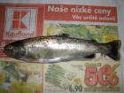 foto/diskuze/z_lovu/2009/th-img23964.jpg
