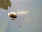 foto/diskuze/z_lovu/2009/th-img24310.jpg